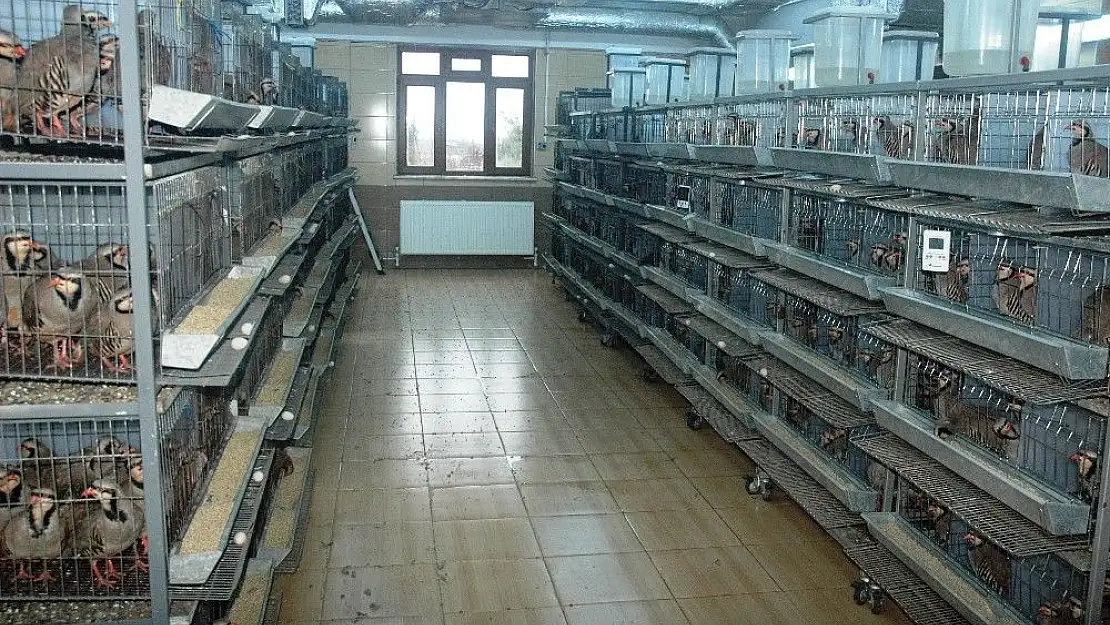 '(Özel) Kahramanmaraş´tan doğaya 12 bin kınalı keklik'