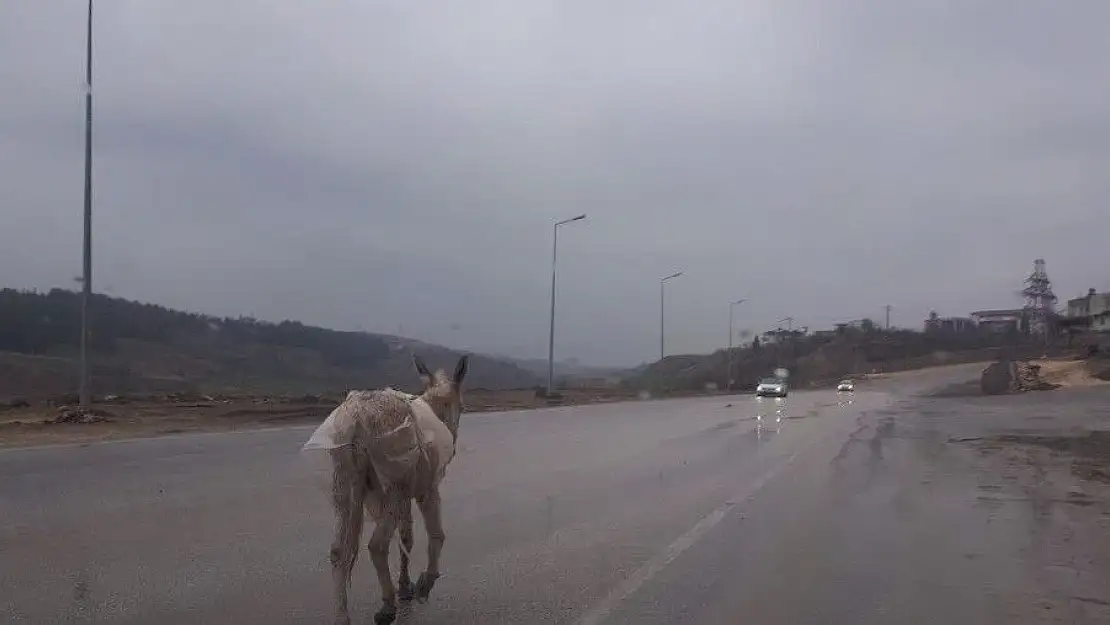 'Başıboş eşek sürücülere zor anlar yaşattı'
