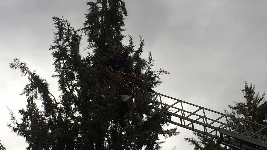 'Ağaca takılan güvercinleri kurtarma operasyonu'