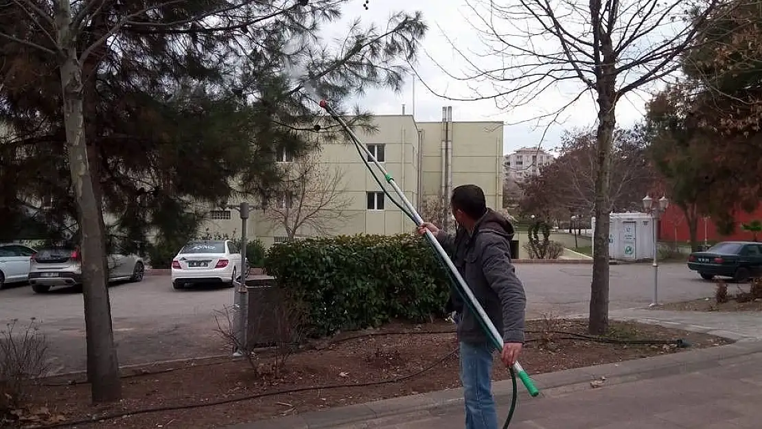 'Çam ağaçları zararlılardan arındırıldı'