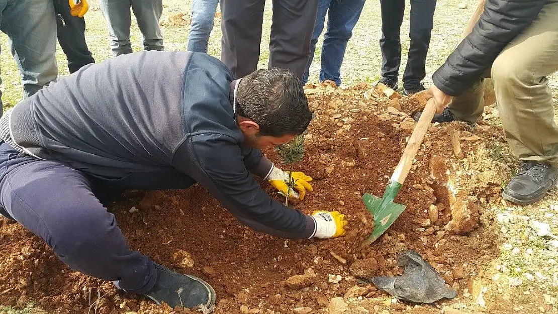 'Hükümlüler zeytin fidanı dikti'