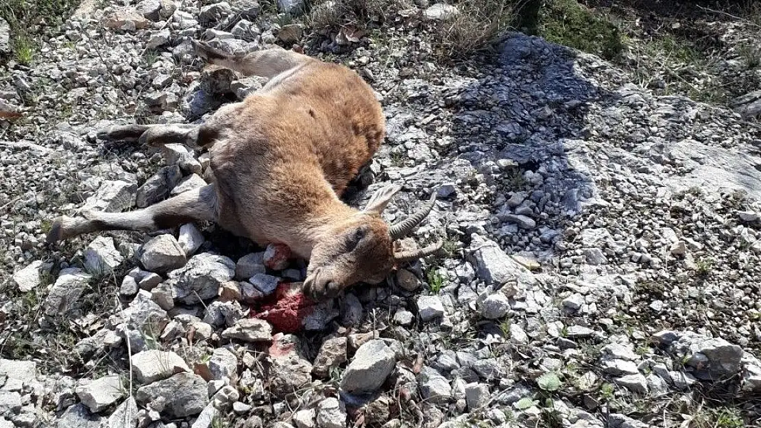 'Jandarma yabani dağ keçisi avlayan şahısları yakaladı'