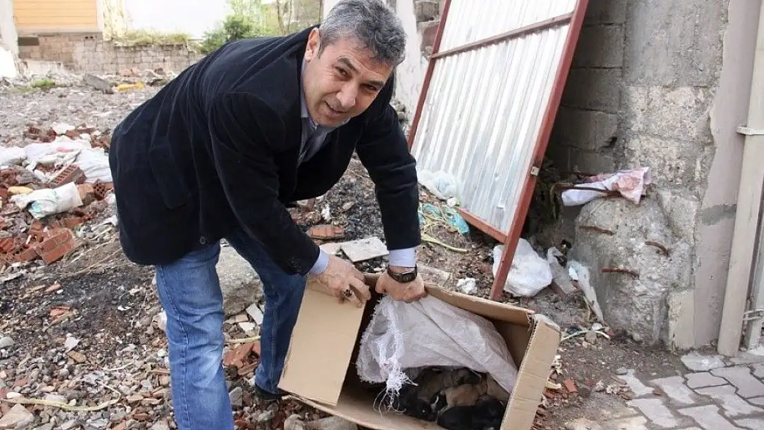 'Yavru köpeklerle annesi hayvan barınağına alındı'