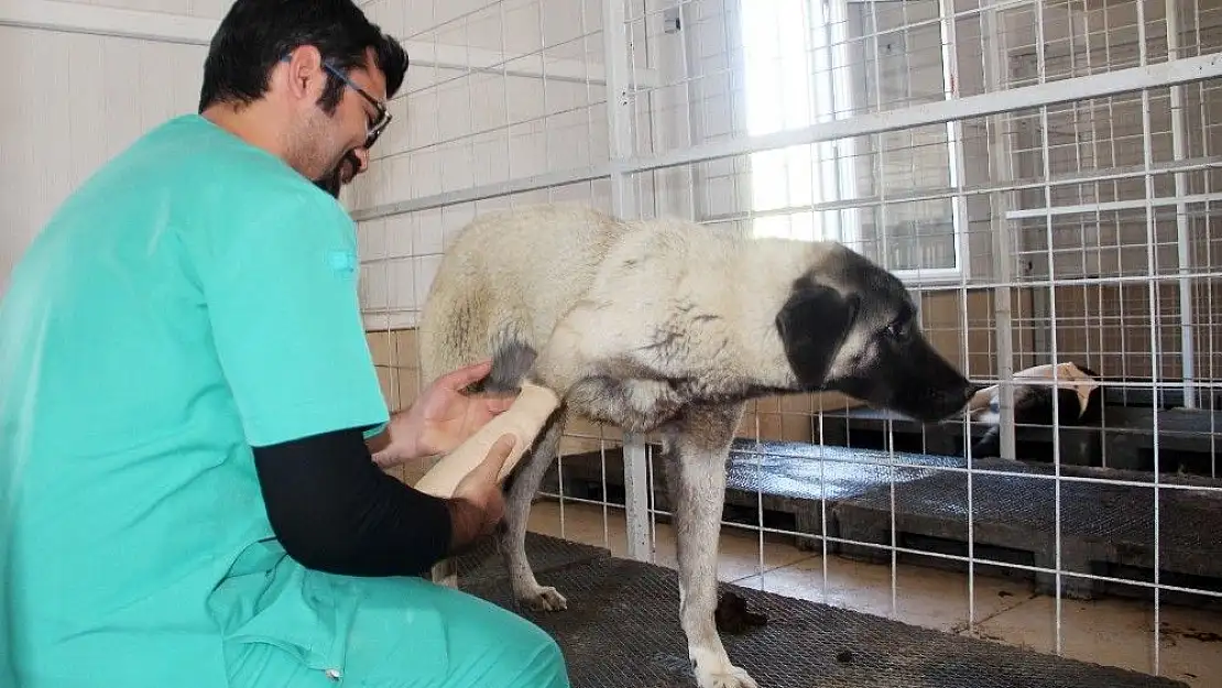 'Bacakları kırık 8 köpek tedavi altına alındı'