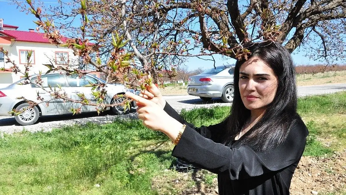 'Kayısı ağaçlarını don vurdu'