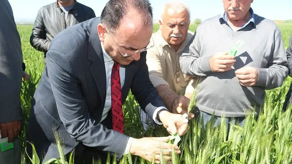 'Süne ile biyolojik mücadelede 35 bin 700 faydalı böcek doğaya salındı'