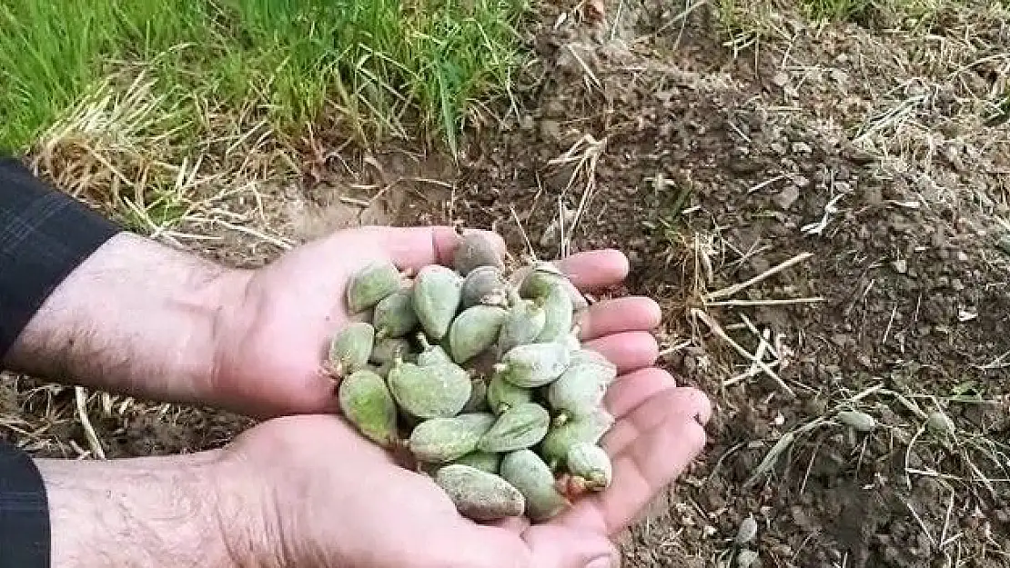 'Şiddetli yağmur badem çağlalarına zarar verdi'