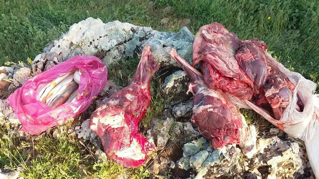 'Yaban keçisi avlayanlar yakalandı'