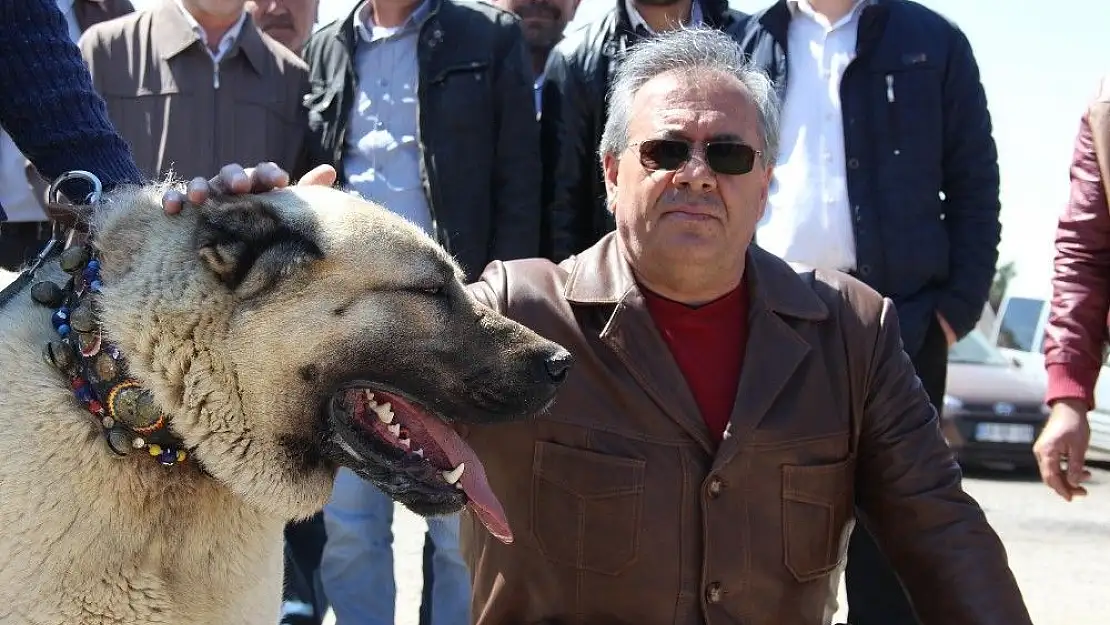 'Sivas ilginç bir yarışmaya ev sahipliği yaptı'