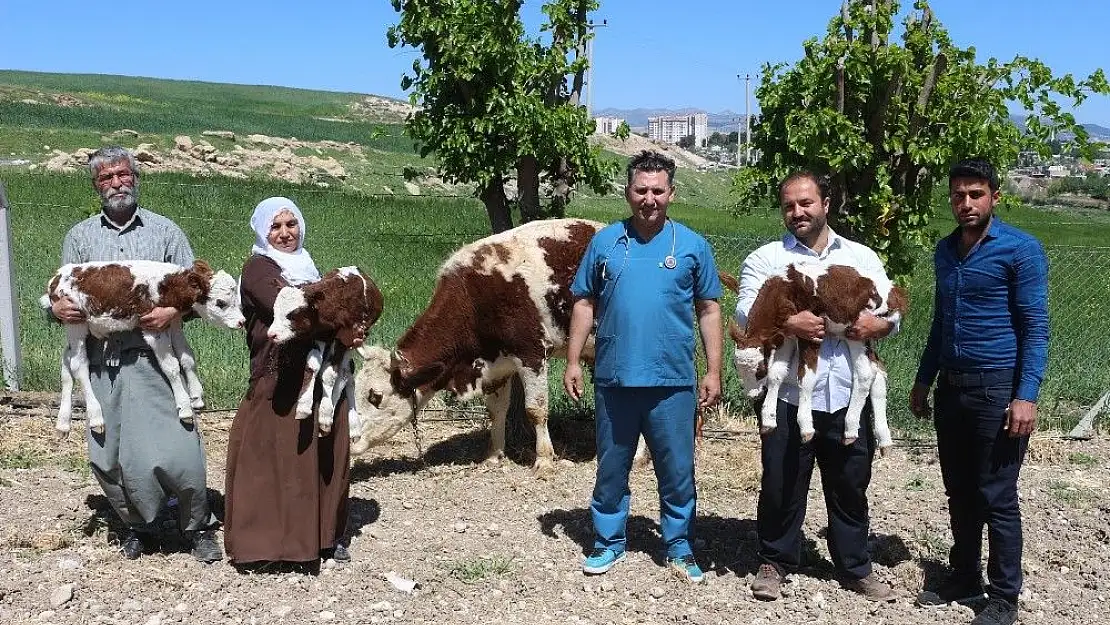 '(Özel) Suni tohumlamayla üçüz doğuran inek sahiplerini sevindirdi'