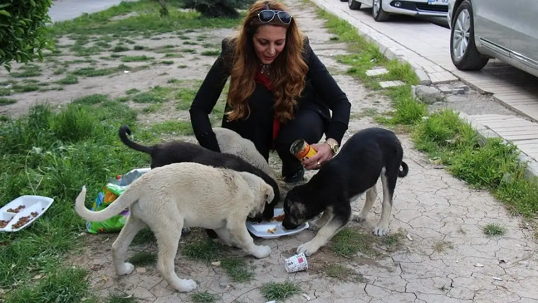 'Okul müdiresi her gün sokak hayvanlarını besliyor'