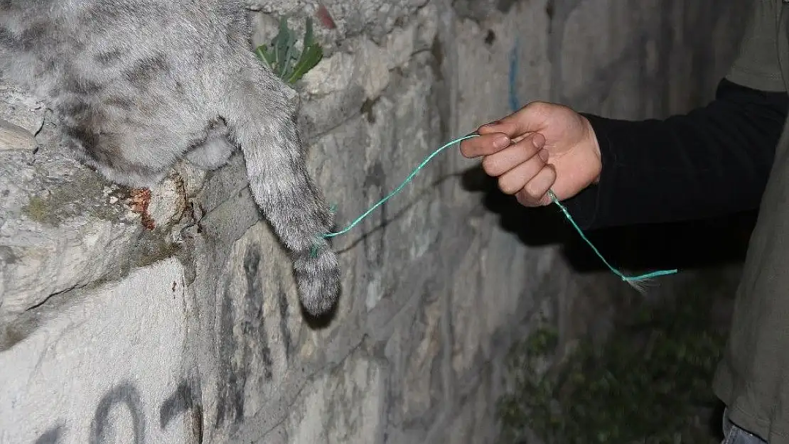 'Demir parmaklığa sıkışan hamile kedi telef oldu'
