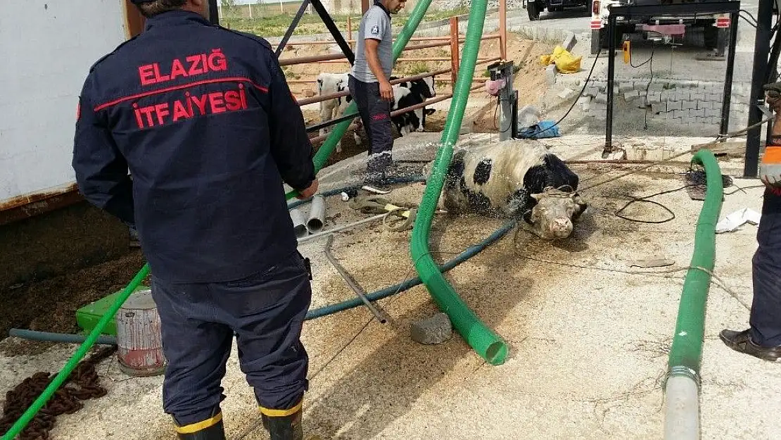 'Çukura düşen ineği itfaiye kurtardı'