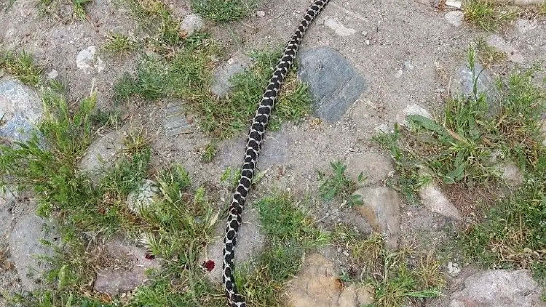 '2 metre uzunluğundaki yılan itfaiyecilere zor anlar yaşattı'