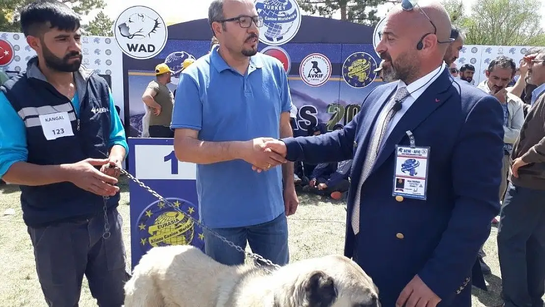 'Türk çoban köpekleri ırk standartları yarışması'