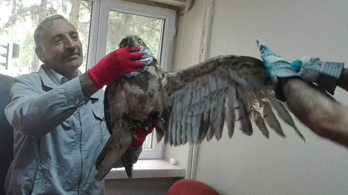 'Tedavisi yapılan kartal doğaya bırakıldı'