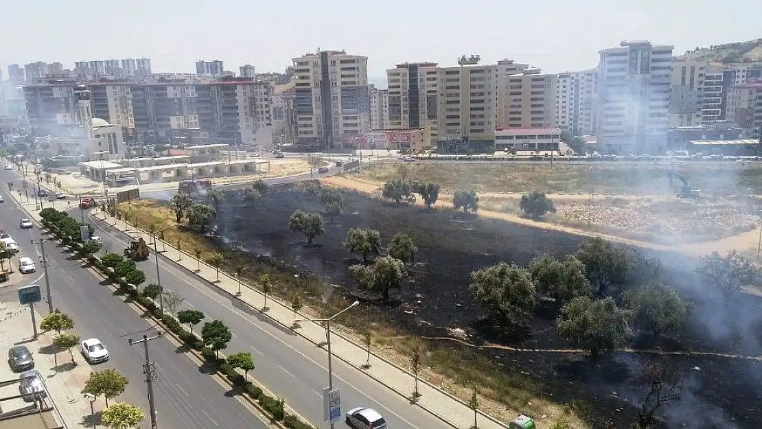 'Çocukların kibritle oyunu zeytin ağaçlarını yaktı'