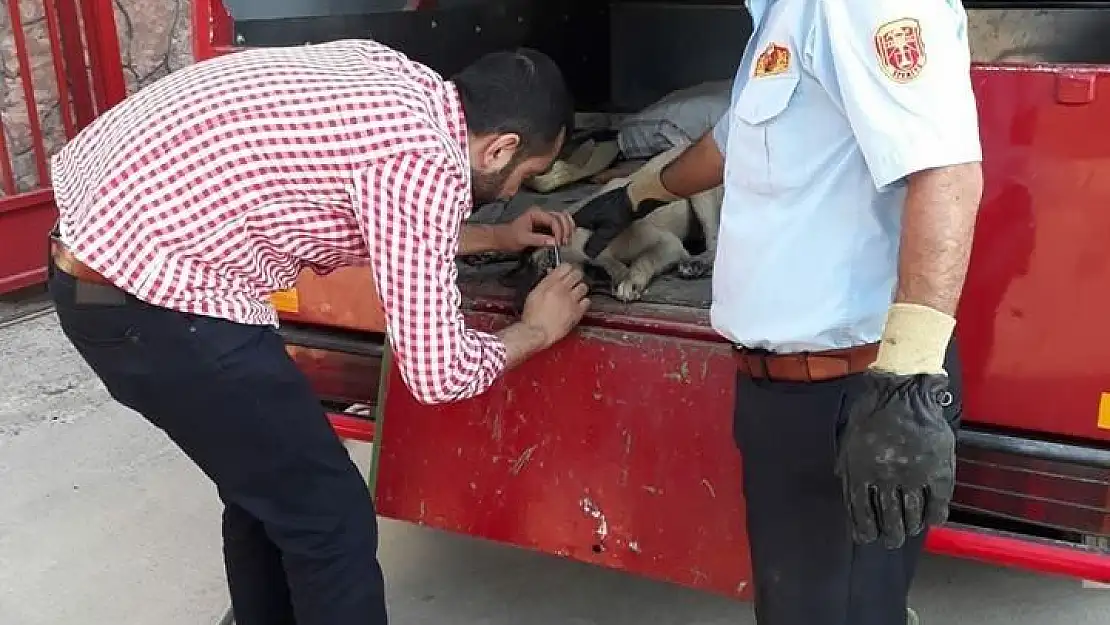 'Yaralı köpek tedavi edildi'