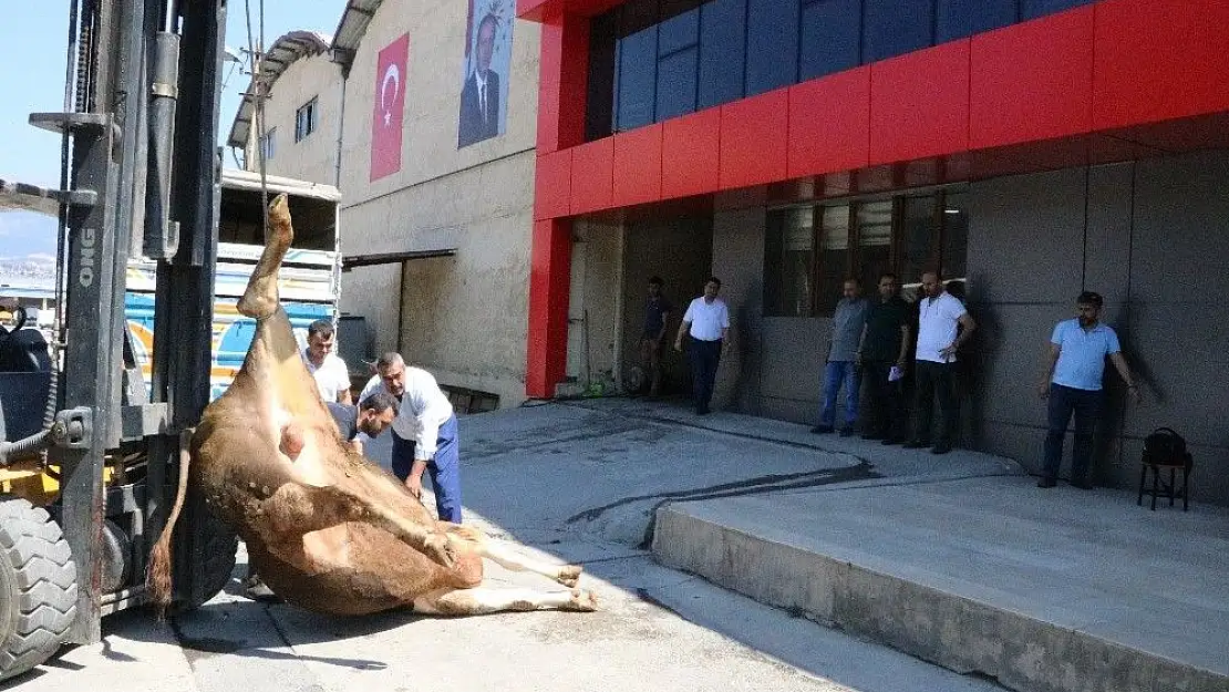 'Erdoğan´ın seçim zaferini büyükbaş kurban keserek kutladı'