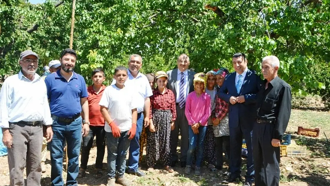 'Vali Kaban kayısı hasadını yerinde inceledi'