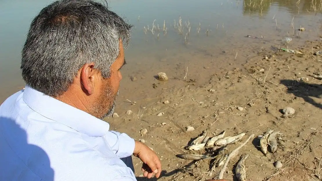 'Avlamak istedikleri balıkları karada buldular'