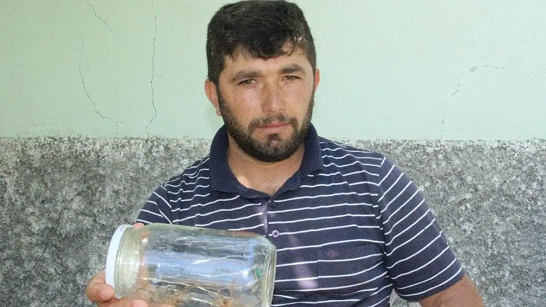 'Et yiyen örümceği ışıkla avlıyorlar'