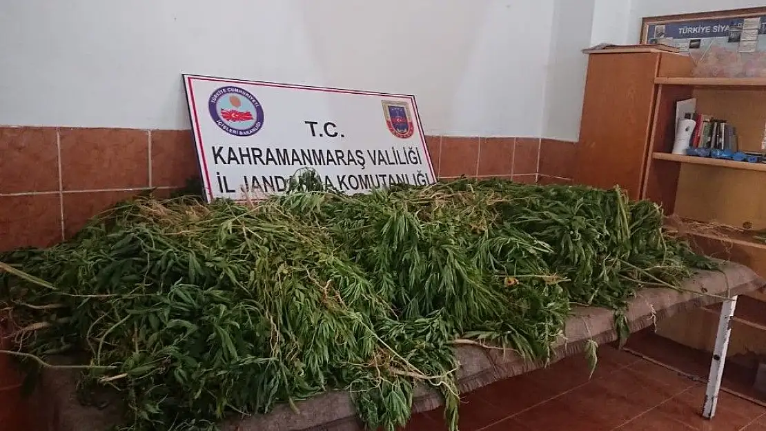 'Fasulye ve patatesler arasına ekilmiş 5 bin 13 kök kenevir ele geçirildi'