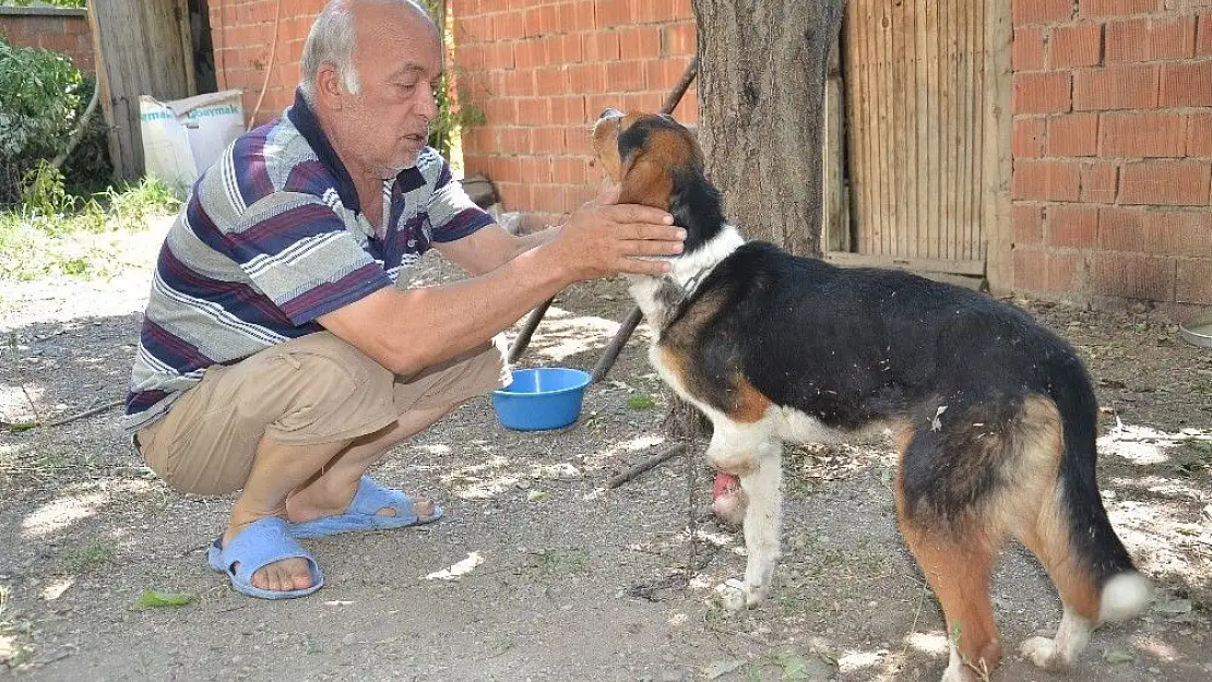 'Yaban hayvanlarının yaraladığı av köpeğine şefkat eli uzandı'