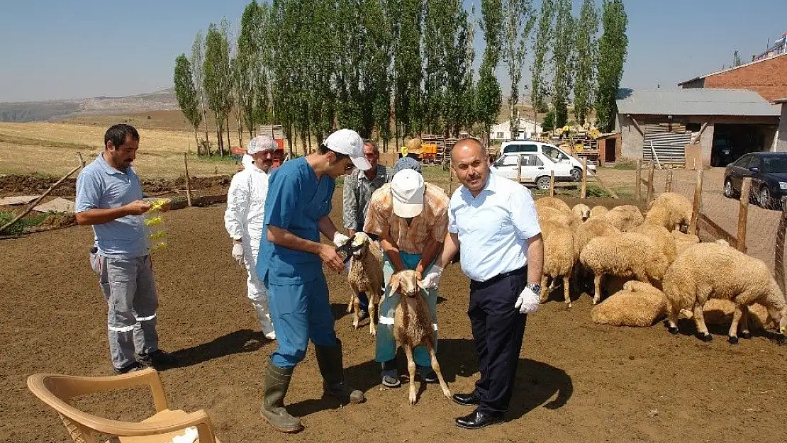 'Aşılama ve küpeleme çalışmaları devam ediyor'