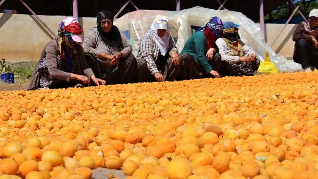'Kayısı, kadınlar için iş kapısı oldu'