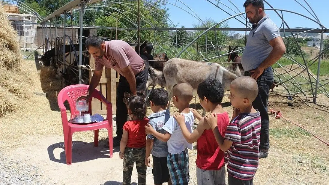'(Özel) Eşek sütü hem şifa hem de kazanç sağladı'