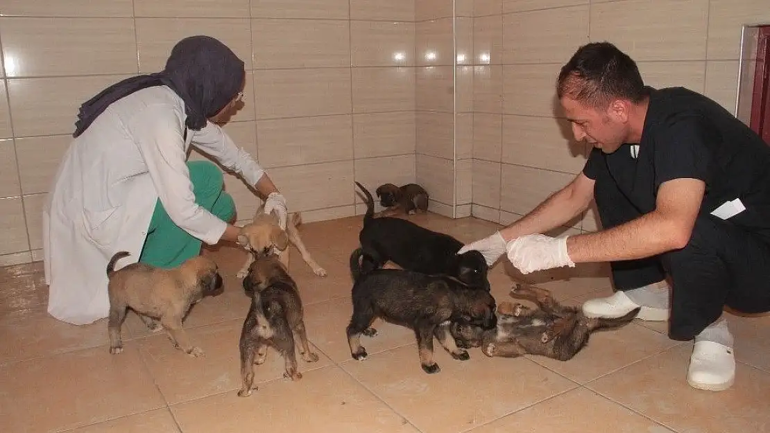 'Bitkin halde bulunan 20 yavru köpek koruma altına alındı'