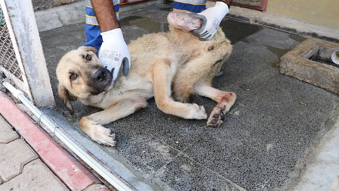 'Ampute köpekler bu merkezde hayata bağlanıyor'