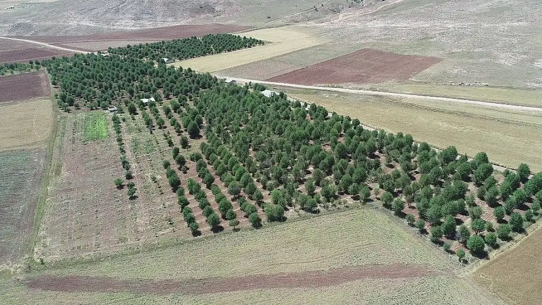 'Bu yıl vişne dalları boş kaldı'