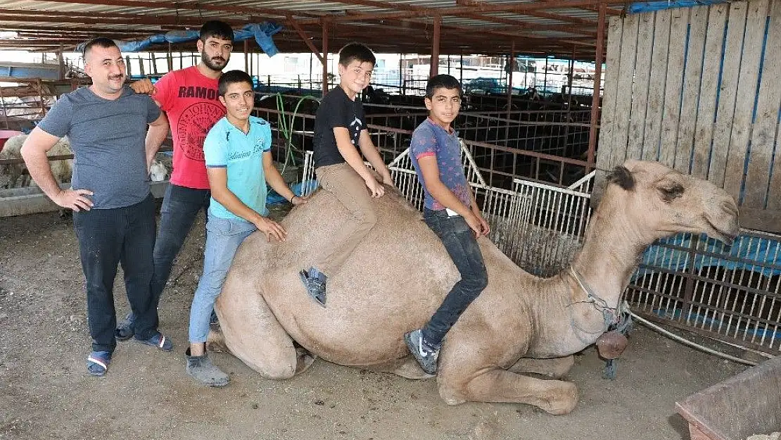 'Otomobil fiyatına kurbanlık deve'