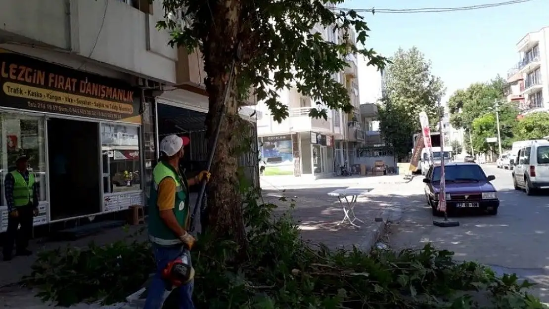 'Şehir merkezindeki ağaçlarda bakım yapıldı'