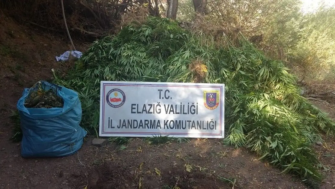 'Elazığ´da 4 bin kök Hint keneviri ve 15 kilo esrar ele geçirildi'