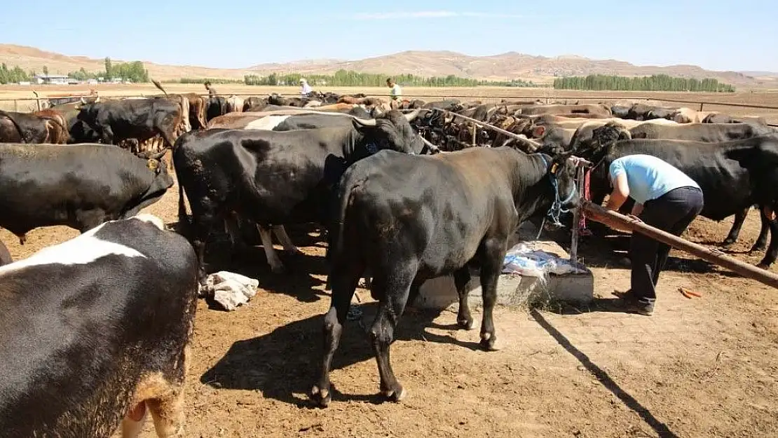 'Kurban hizmetleri komisyon kararları açıklandı'