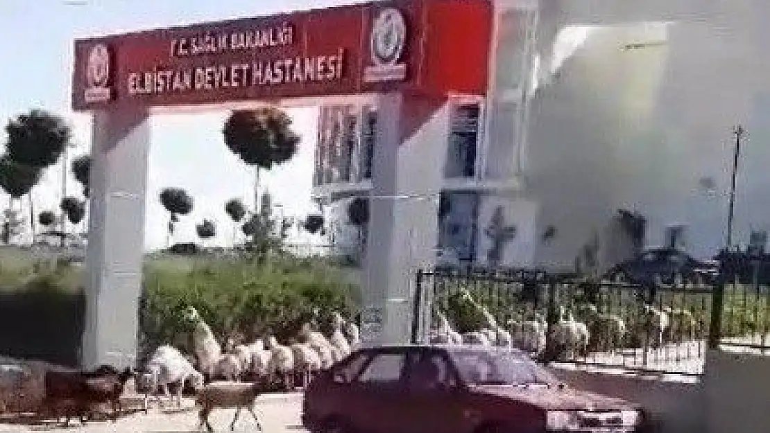 'Sürüden kaçan koyunlar hastaneyi işgal etti'