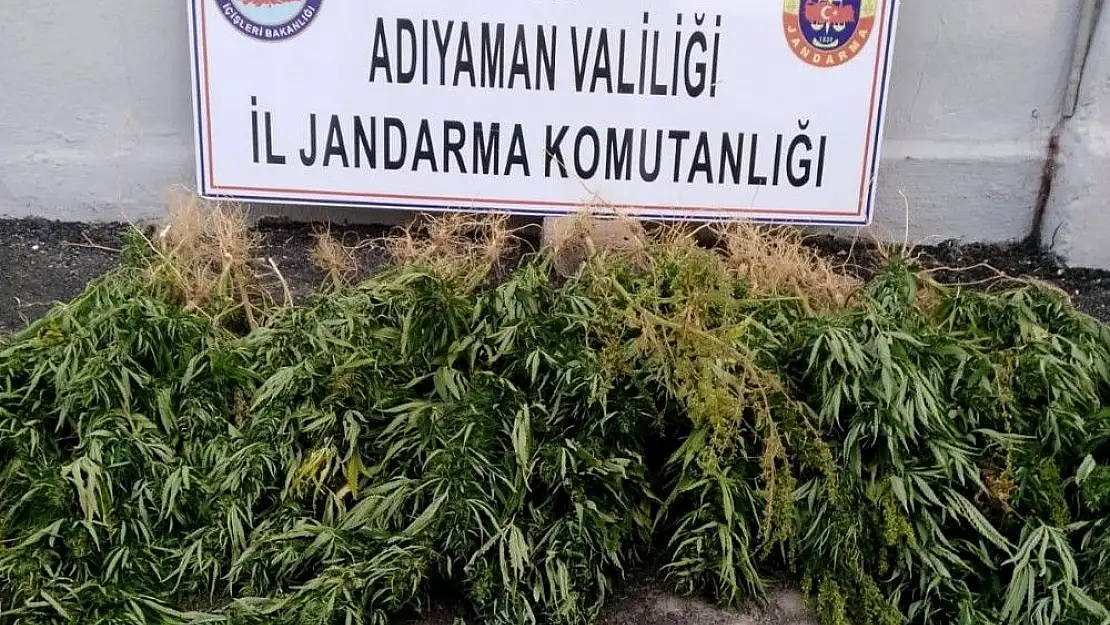 'Jandarma kenevir ele geçirdi'