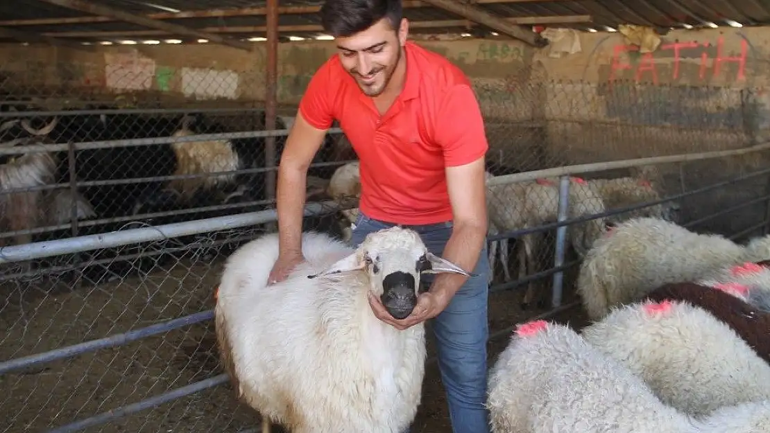 'Elazığ´da kurbanlıklar pazara indi'