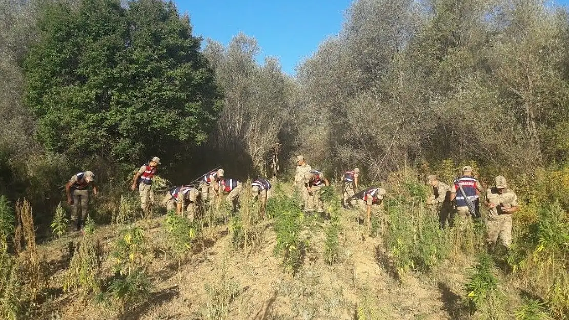 'Kahramanmaraş´ta bin 873 kök kenevir ele geçirildi'