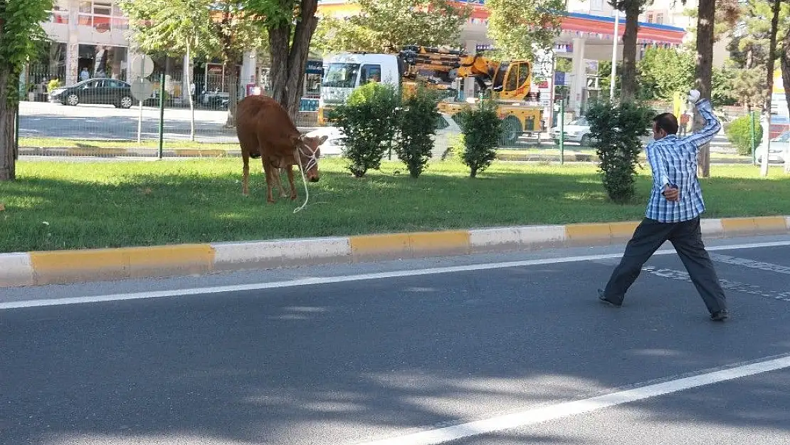 'Kurbanlık dana ortalığı birbirine kattı'