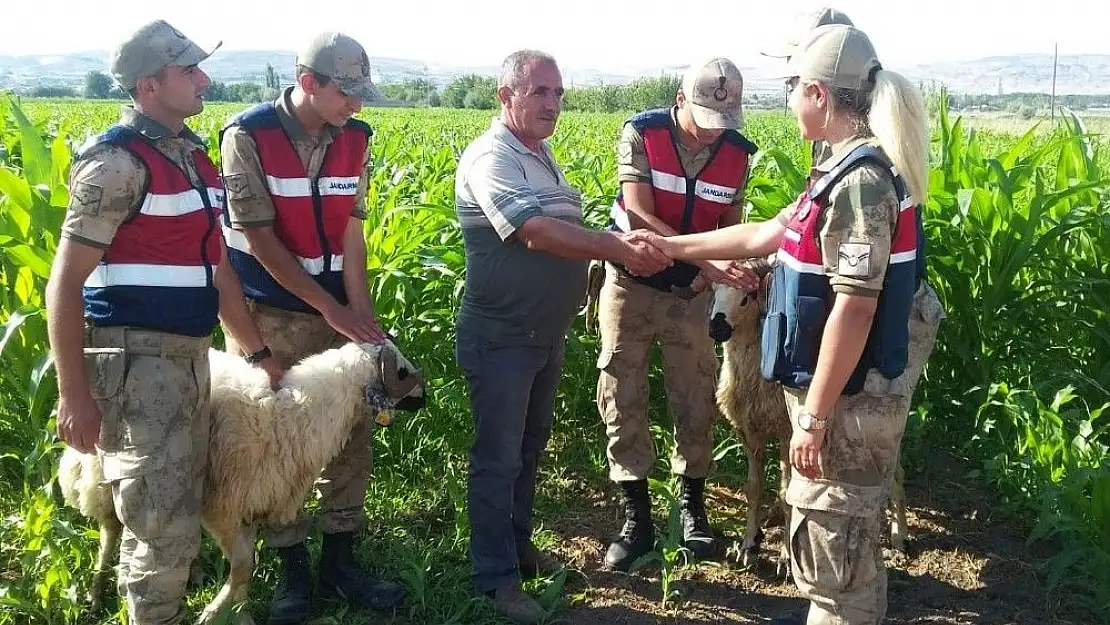'Elazığ´da kaybolan kurbanlıklar drone ile bulundu'