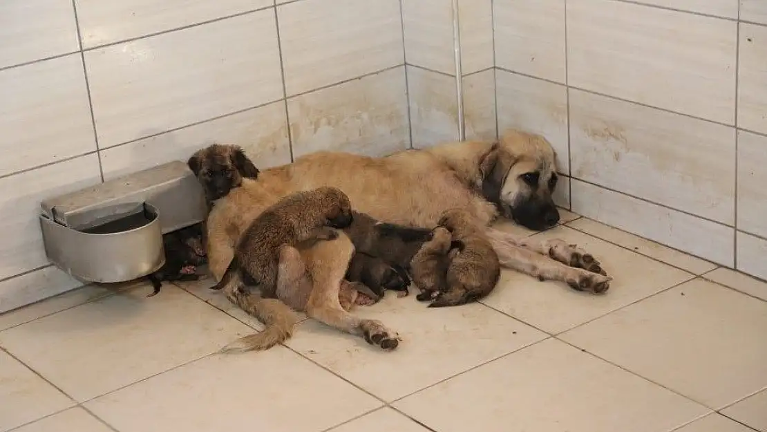 'Yavru köpeklere önce belediye sonra bir anne köpek sahip çıktı'