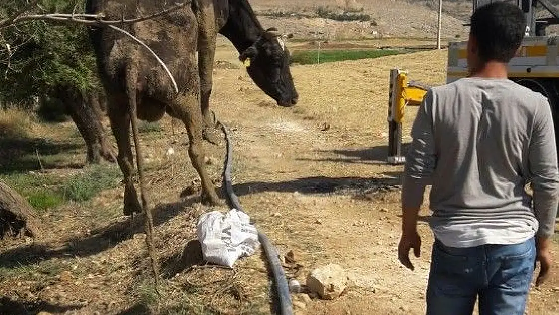 'Çamura saplanan inek 2 gün sonra kurtarıldı'