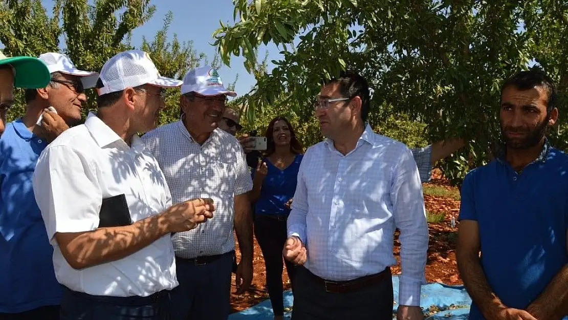 'Besni´de badem hasadı başladı'