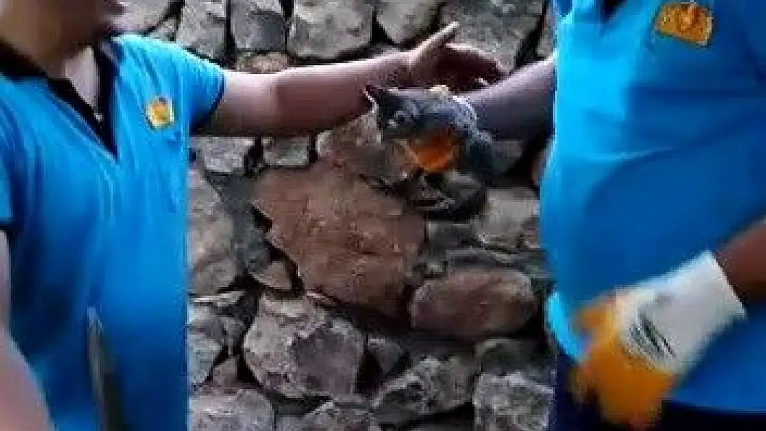 'İki duvar arasına sıkışan yavru kedi itfaiye ekiplerince kurtarıldı'