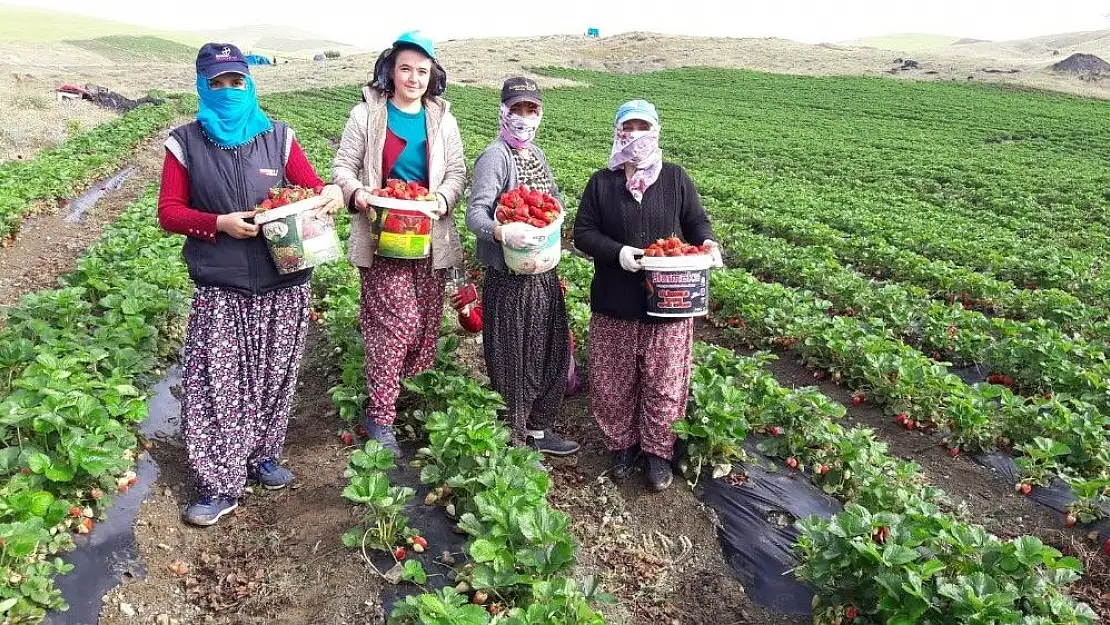 'Yediveren çileği, çiftçinin umudu oldu'