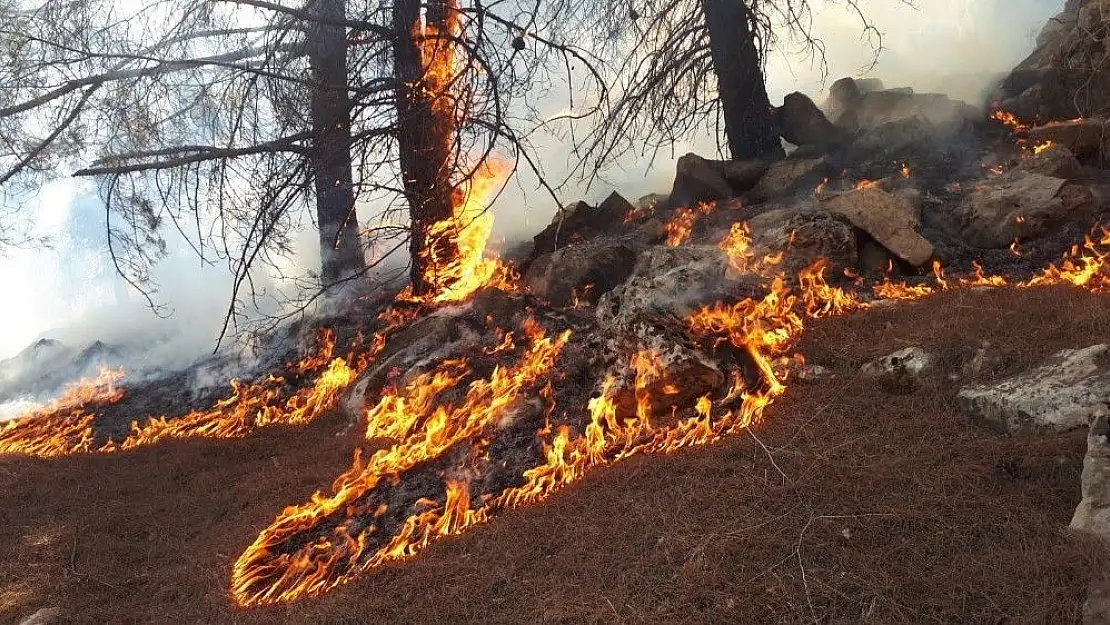 'Ormanlık alan 14´üncü kez yandı'